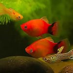 Sederet Teman Ideal untuk Platy di Akuarium Hias IMG_20260114_201523